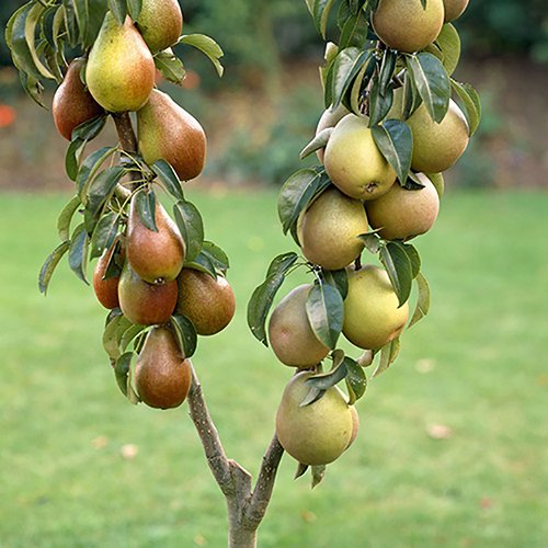 pear-tree-2