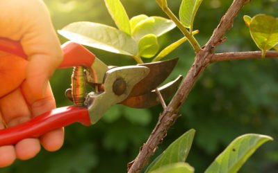 Winter Pruning